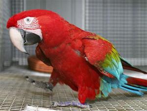 GIYUGO Macaw parrots
