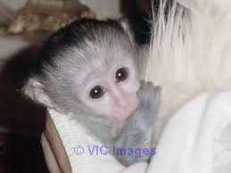 Baby mamoset ready for a forever family