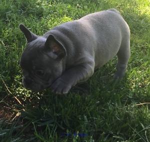 Sweet adorable french bulldog pups