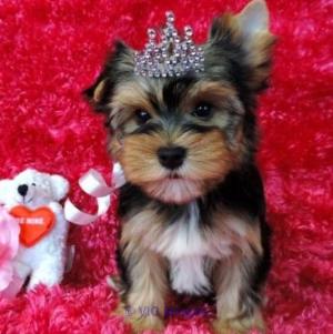 dafscdsa yorkshire terrier puppies call or text (404) 593 x 0958..