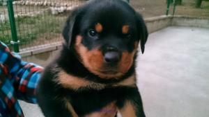 sadcsacs rottweiler puppies,call or text (404) 593 x 0958