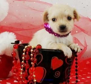 CVSFD Chihuahua puppies call or text (404) 593 x 0958.
