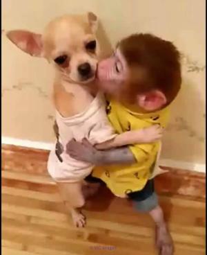 BEBE SINGE RHESUS MACAQUE POUR ADOPTION