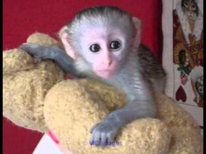 Gorgeous Capuchins for loving and caring home