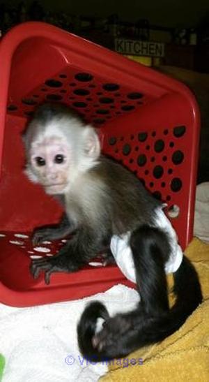 Baby Capuchin ready for a forever family