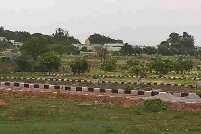 DTCP Plot With Red Sandalwood Trees. Each Plot Size 146 squar yards  
