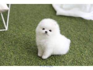 CKC Registered Teacup Pomeranian puppies for Adoption