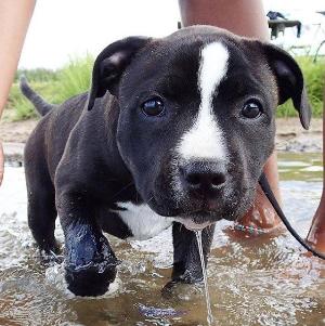 PIT BULL PUPPIES FOR SALE FOR GOOD HOMES