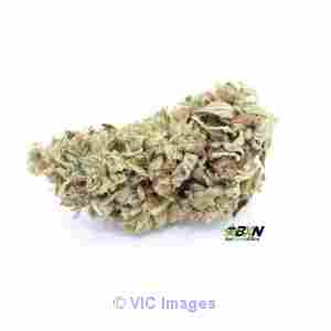 HINDU KUSH – Hindu Kush is a pure indica -Bud Express Now