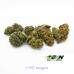 Hybrid Sample Pack - BudExpressNow.ca