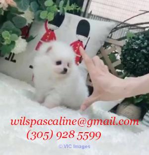 Snow-White Pomeranian - Abigail