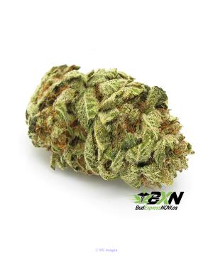 Violator – ON SALE ($249.99/OZ)