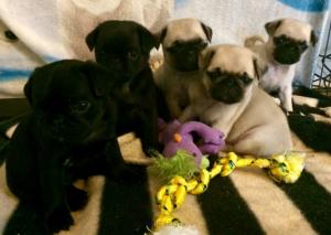 PUG PUPPIES AVAILABLE