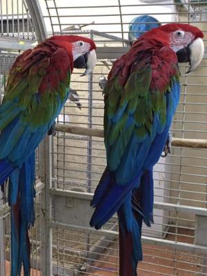 GREENWING MACAWS FOR REHOMING