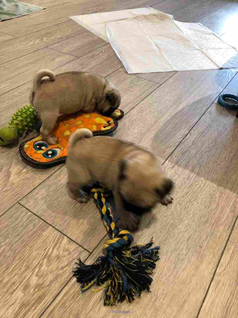 Hot Sale Available Pug Puppies For Sale Text (612) 430-9094