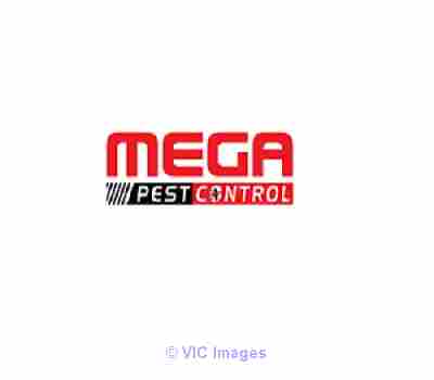 Wasp Control Vaughan