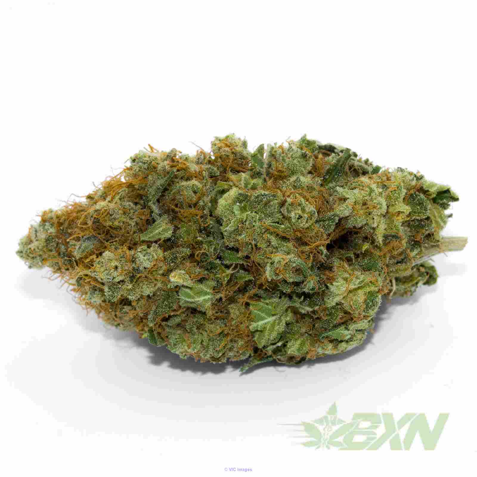 Island Pink-Bud Express Now