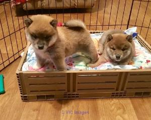 Japanese Shiba Inu Puppies
