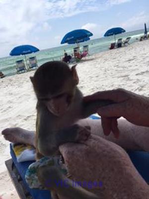 ADORABLE BEBE SINGE MACAQUE POUR ADOPTION