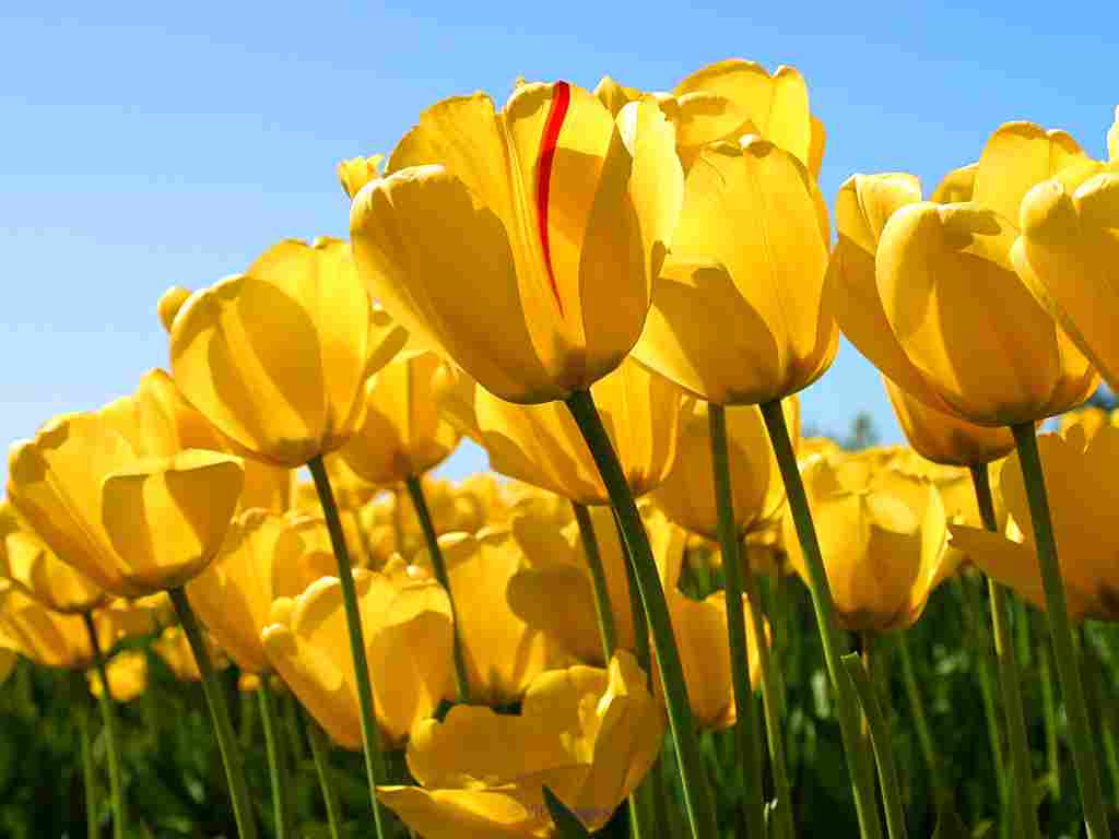 Games For kids                    