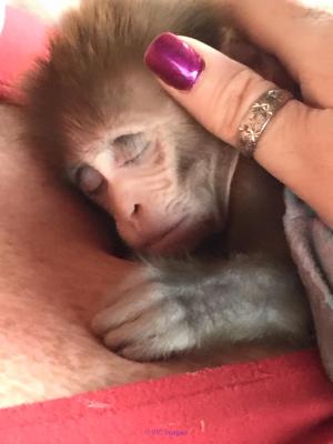 ADORABLE BEBE SINGE MACAQUE POUR ADOPTION