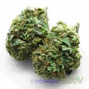 MK Ultra - BudexpressNow.ca