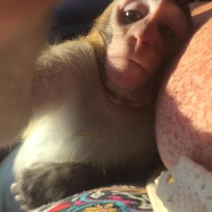 BEBE SINGE MACAQUE DISPONIBLE POUR ADOPTION