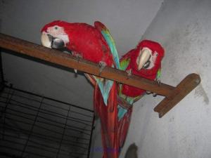 Greenwing Macaws Available  For Adoption