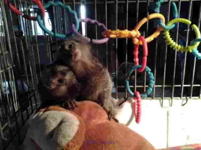   Marmosets Monkeys Available Now