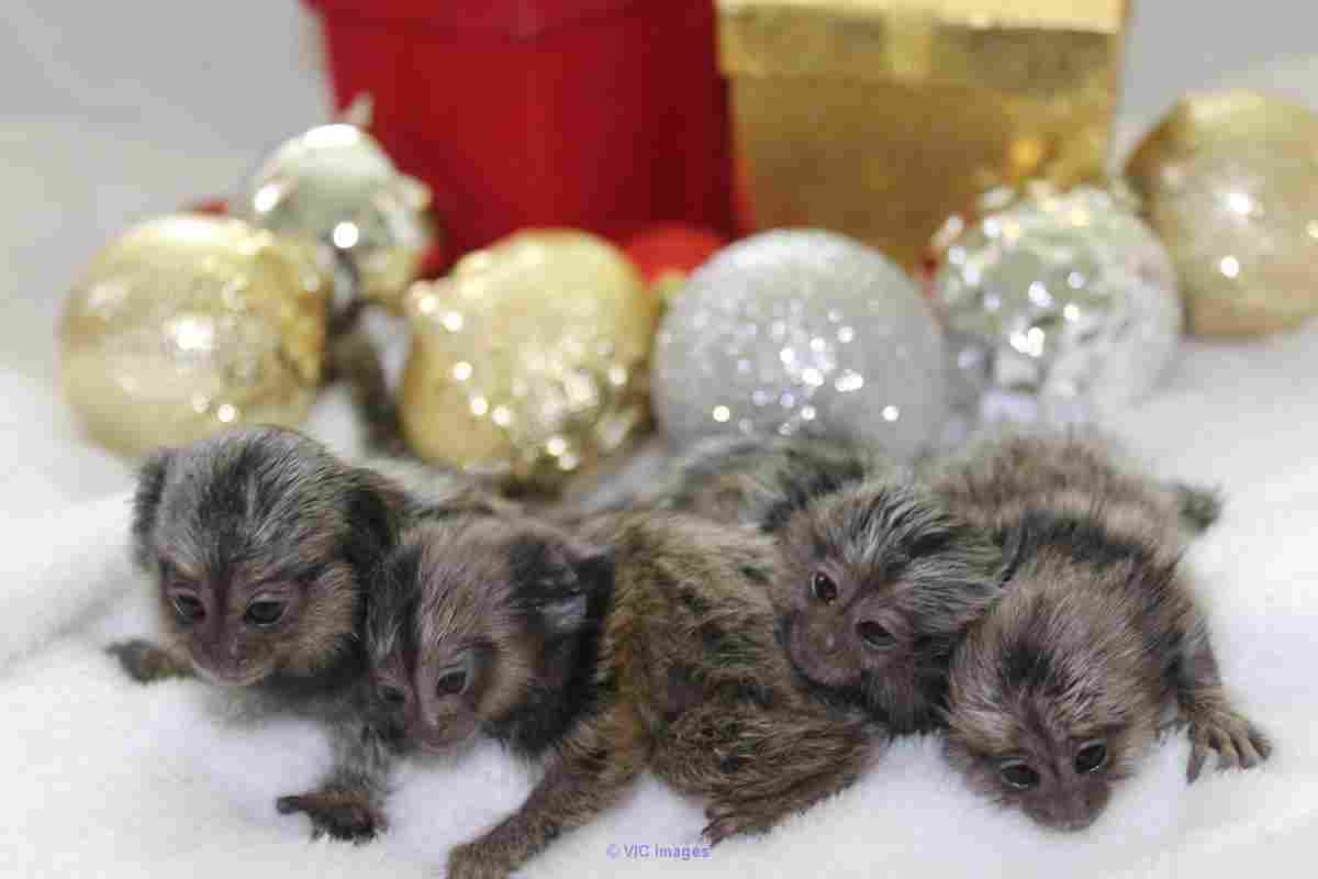 Top quality baby Marmosets Monkeys Available Now