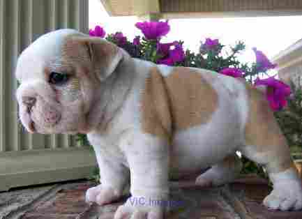 English Bulldogs for Rehoming
