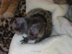 Gorgeous Baby Marmoset Monkeys available.