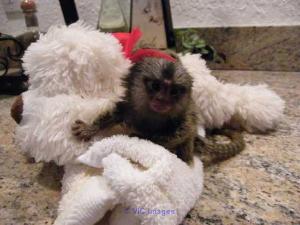 Marmosets Monkeys Available Now