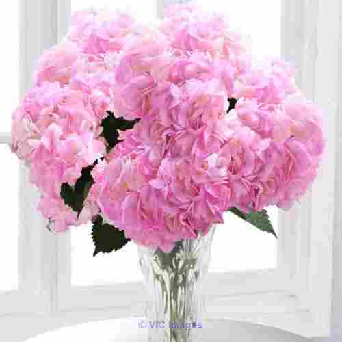 Flowers for valentines day