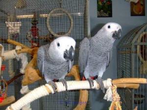 Étonnants perroquets africains gris disponibles pour adoption