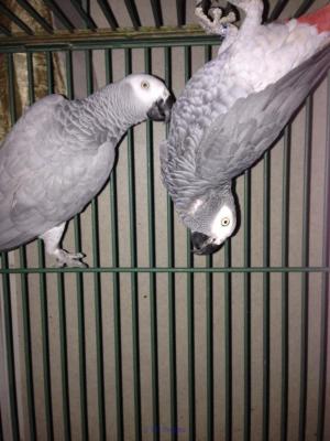 PERROQUETS AFRICAINS GRIS POUR ADOPTION