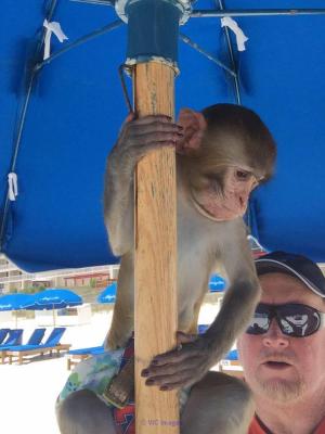 BEBE SINGE DISPONIBLE POUR ADOPTION/ BABY MONKEY FOR REHOMING