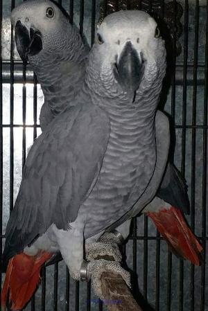 AMAZING AFRICAN GREY PARROTS FOR ADOPTION