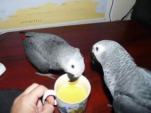 Perroquets Gris Africains / AFRICAN GREY PARROTS FOR ADOPTION