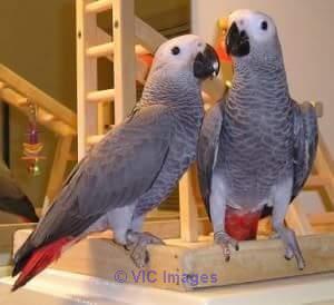 Perroquets gris d'Afrique disponibles pour adoption