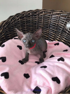 Blue Female Sphynx Kittens For Sale