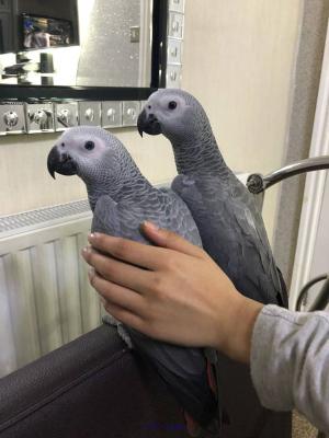 Perroquets gris d'Afrique pour adoption
