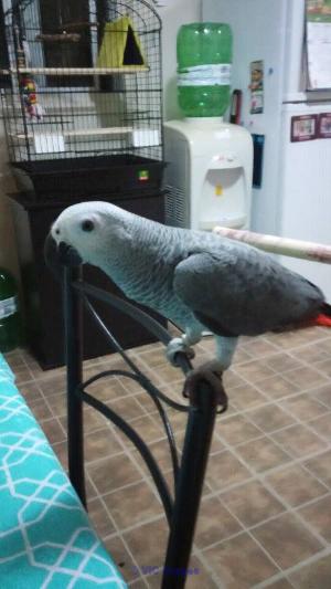 ADORABLE PERROQUETS GRIS POUR ADOPTION/ AFRICAN GREYS FOR ADOPTION
