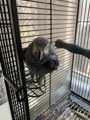 Perroquets gris africains pour adoption/Talking african grey parrots 