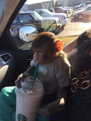 BEBE SINGE POUR ADOPTION!!!!!!!!!!!!!!!!!!!