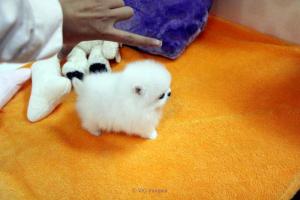 Sweetest Pomeranian Puppies Available
