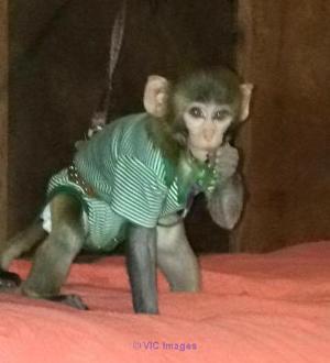 DISPONIBLE BEBE SINGE POUR ADOPTION///BABY MONKEY FOR ADOPTION