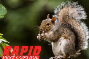 LONDON ONTARIO PEST CONTROL – HOME SERVICE