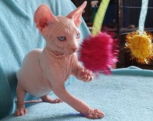 Sphynx Kitten for sale