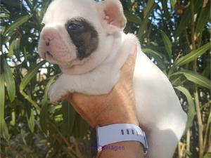 French bulldog puppies txt 4123977903